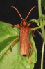Nothopeus drescheri possibly 1